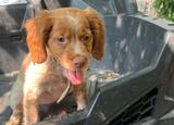 Epagneul bretão com 3 meses. Cães