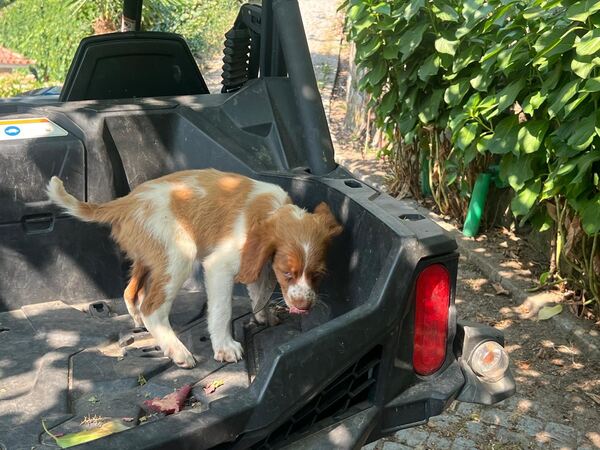 Epagneul bretão com 3 meses. Cães