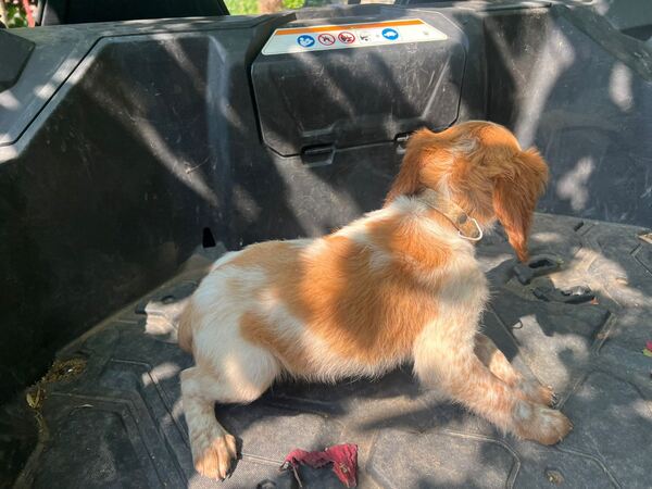 Epagneul bretão com 3 meses. Cães