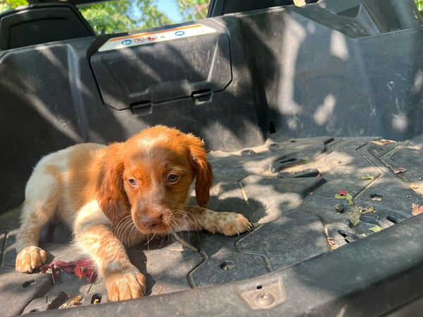 Epagneul bretão com 3 meses. Cães