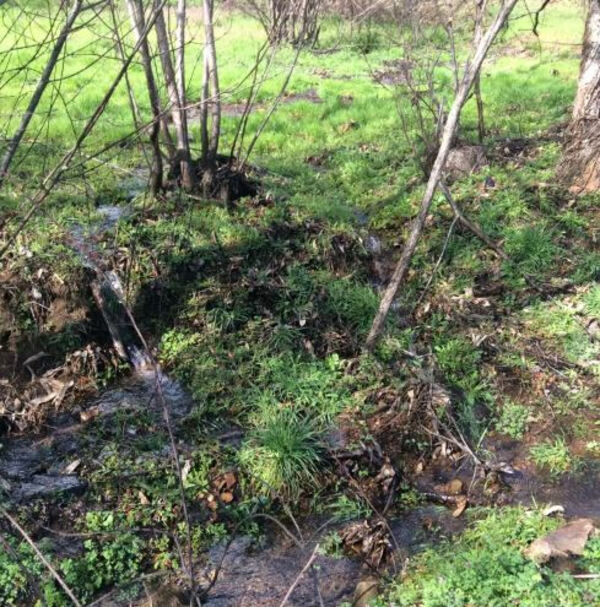 Quinta Aveleira com 7,000 m2 - Vila Pouca da Beira. Quintas