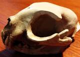 Caveira Gato Cranio Skull Gesso. Outros Arte e Decoração