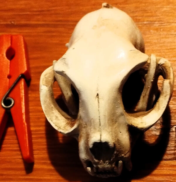 Caveira Gato Cranio Skull Gesso. Outros Arte e Decoração