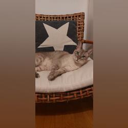 Gato para adopção . Gatos