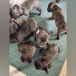 Animasis. Cães. Belmonte. Buldogue Francês À venda    6 3-5 anos