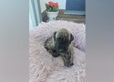 Pequeno Dogue Alemão Tigrado. Cães