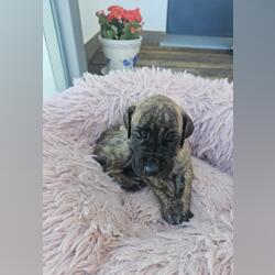 Pequeno Dogue Alemão Tigrado. Cães