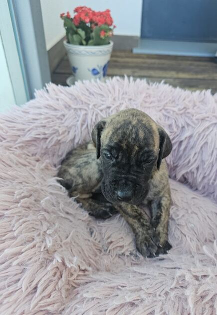 Pequeno Dogue Alemão Tigrado. Cães
