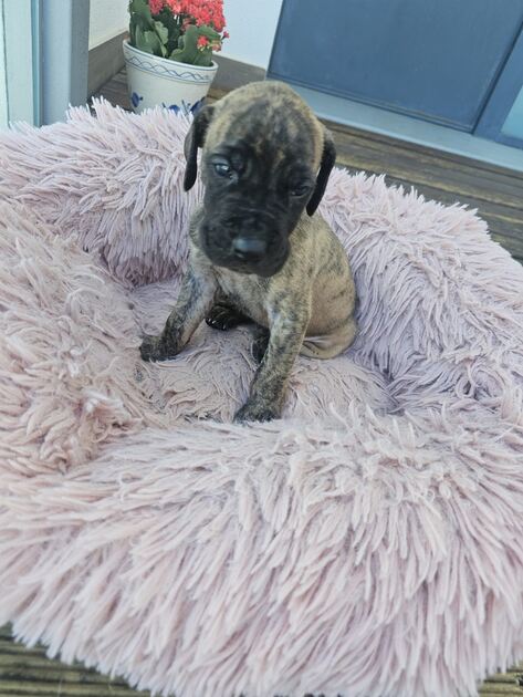 Pequeno Dogue Alemão Tigrado. Cães