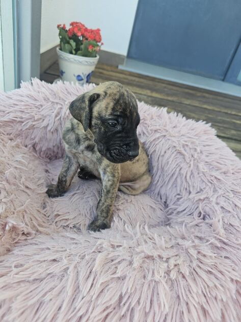 Pequeno Dogue Alemão Tigrado. Cães