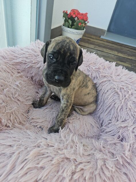 Pequeno Dogue Alemão Tigrado. Cães
