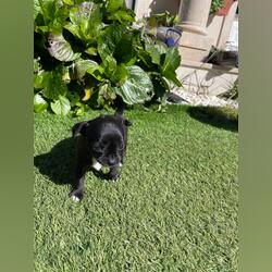 Cachorro chihuahua. Cães