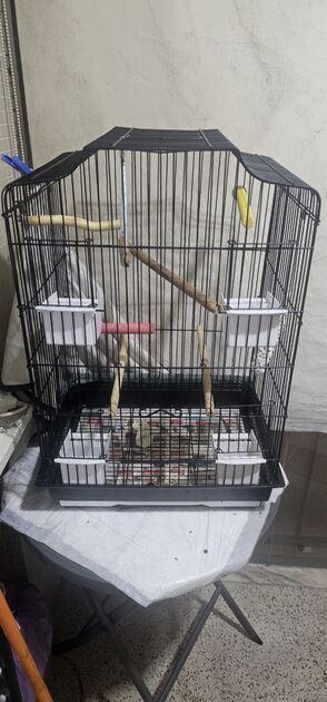 gaiola de passaro. Gaiolas de Pássaros