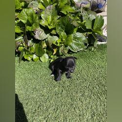 Cachorro chihuahua. Cães