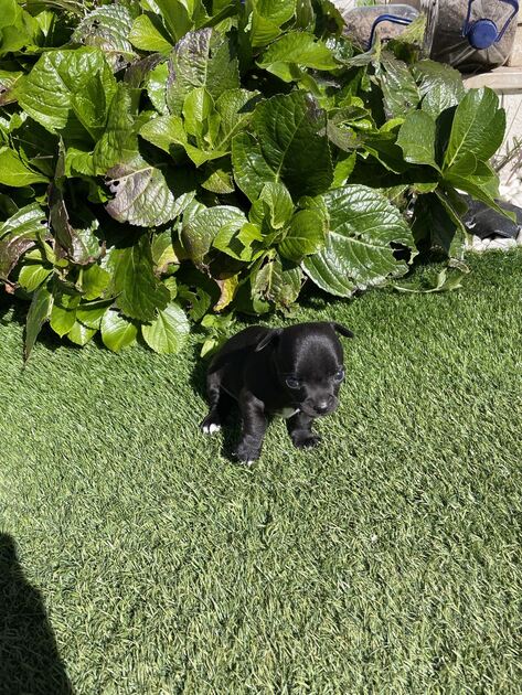 Cachorro chihuahua. Cães