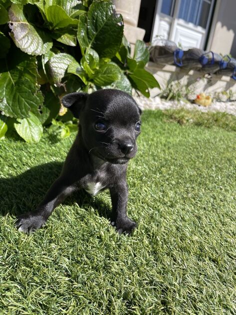 Cachorro chihuahua. Cães