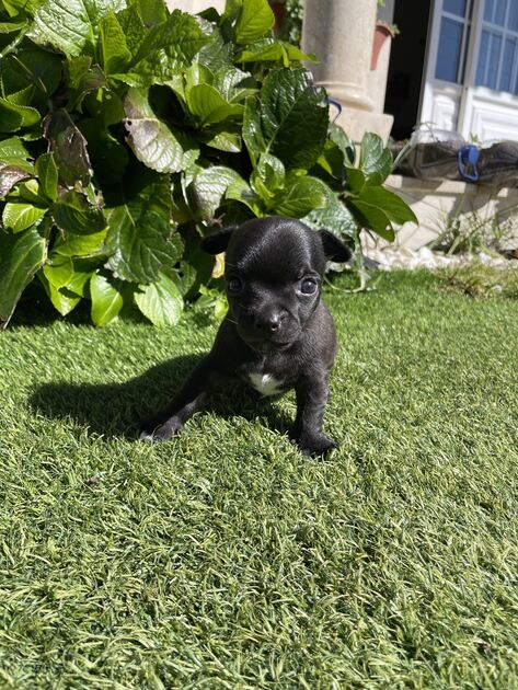 Cachorro chihuahua. Cães