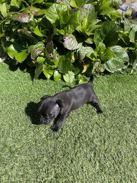 Cachorro chihuahua. Cães