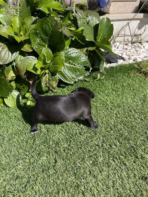 Cachorro chihuahua. Cães