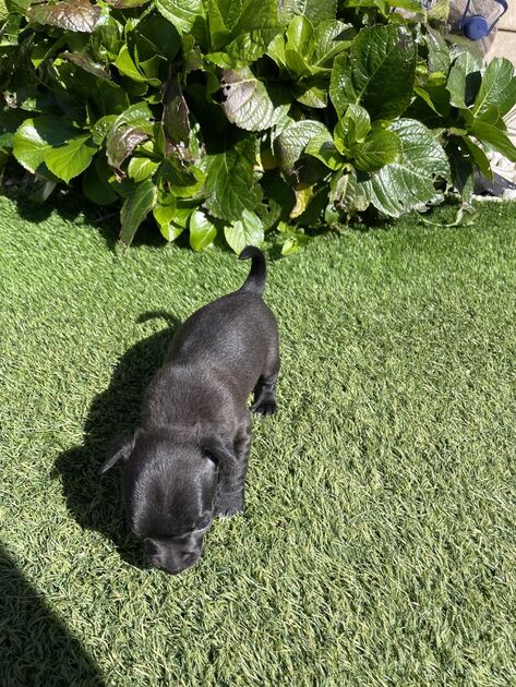Cachorro chihuahua. Cães