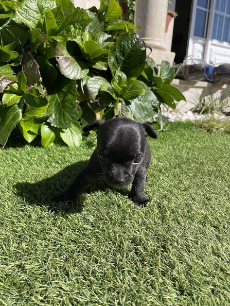 Cachorro chihuahua. Cães