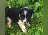 Border collie. Cães