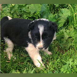 Border collie. Cães