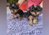 Yorkshires . Cães. Alcobaça. Yorkshire Terrier À venda    1