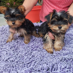 Yorkshires . Cães. Alcobaça. Yorkshire Terrier À venda    1