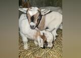 Cabritinhas micro anão . Animais de Quinta. Fafe.      Cabras