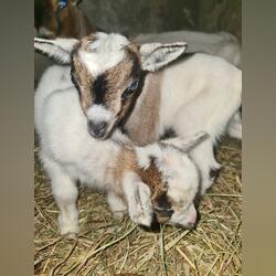 Cabritinhas micro anão . Animais de Quinta