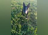 Bull terrier miniatura 2 anos . Cães