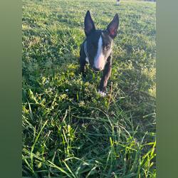 Bull terrier miniatura 2 anos . Cães