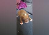 Fêmea pitbull rednose . Cães