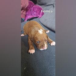 Fêmea pitbull rednose . Cães