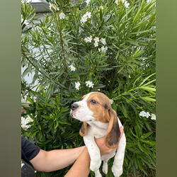 Cão Beagle tricolor . Cães. Torres Novas. Beagle À venda    4 1-6 meses Masculino Vacinado