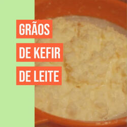 Grãos KEFIR de leite BIOLÓGICO Probiótico. Alimentos