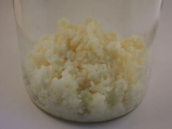 Grãos KEFIR de leite BIOLÓGICO Probiótico. Alimentos