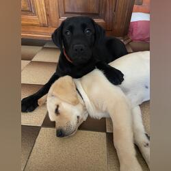 Labradores . Cães