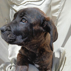 Cria Cane Corso. Cães. Póvoa de Varzim. Cane Corso À venda    1-6 meses Masculino Vacinado