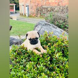 Pug Carlin . Cães