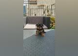 Yorkshire para venda. Cães