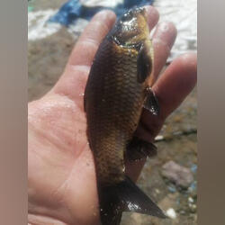 Peixes para Lagos e aquarios. Peixes