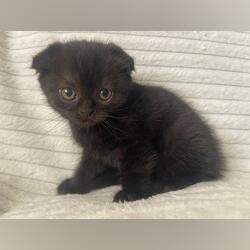 Gatinha Scottish Fold. Gatos