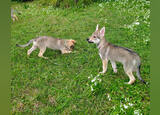 Cachorro Cão Lobo Checoslovaco. Cães