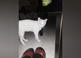 Gato branco olhos azuis khao manee. Gatos. Sintra. Outras raças À venda Masculino Branco Pêlo curto Orelhas pontudas