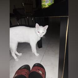 Gato branco olhos azuis khao manee. Gatos. Sintra. À venda Masculino Pêlo curto Branco 