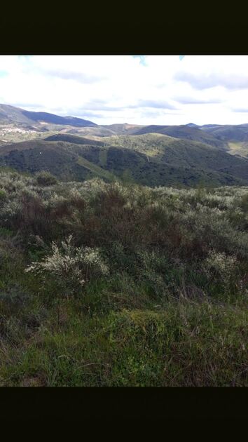 Terreno rústico em sequeiros . Terreno Rústico