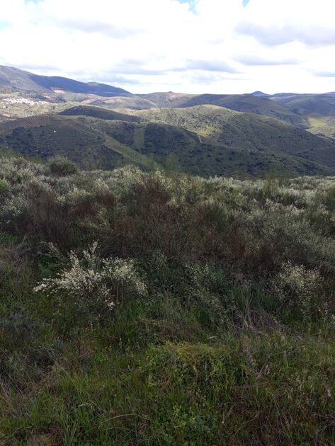 Terreno rústico em sequeiros . Terreno Rústico