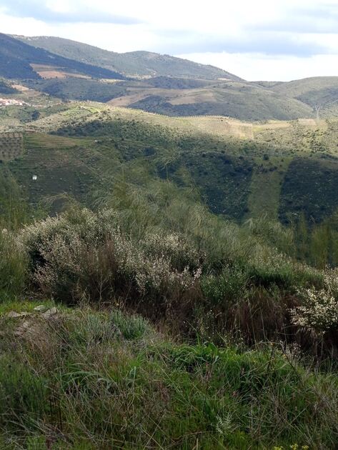 Terreno rústico em sequeiros . Terreno Rústico